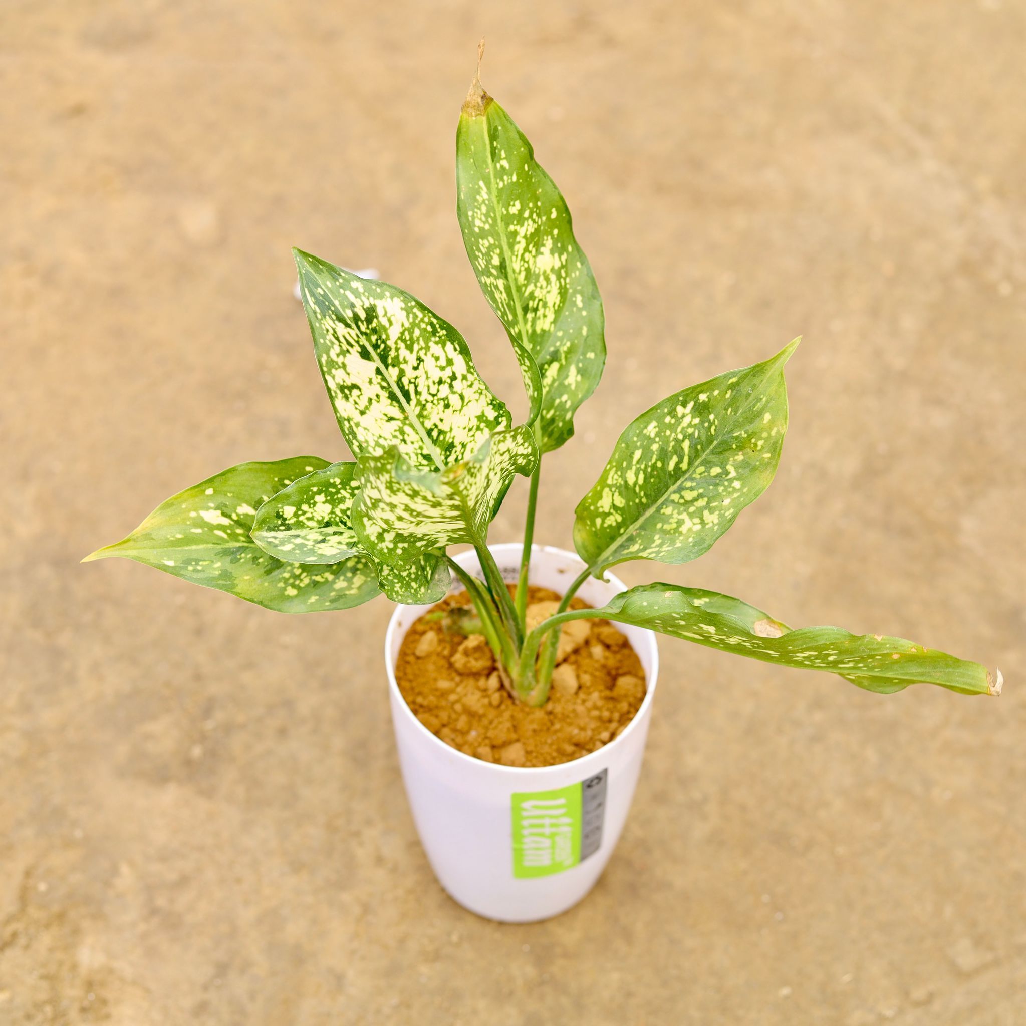 Aglaonema Snow White in 4 Inch White Round Tower Plastic Pot