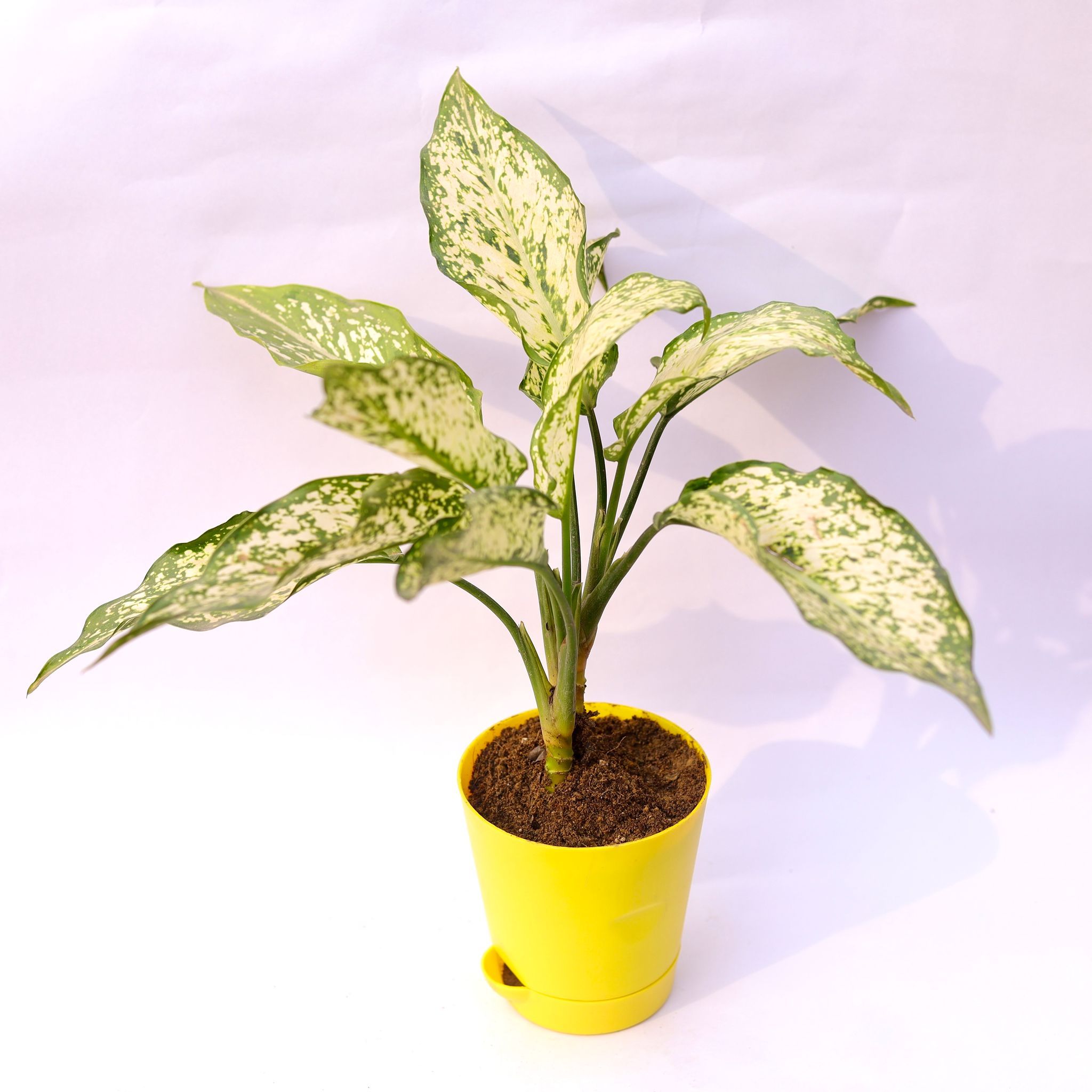 Aglaonema Snow White in 4 Inch Yellow Florence Self Watering Pot