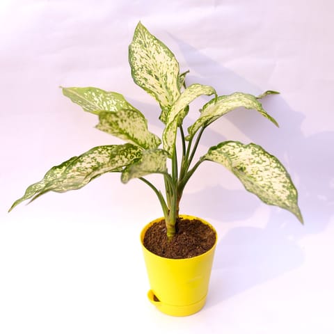 Aglaonema Snow White in 4 Inch Yellow Florence Self Watering Pot