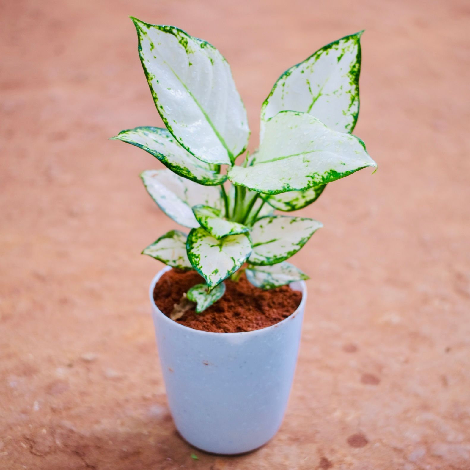 Aglaonema Snow White in 5 Inch Classy White Plastic Pot