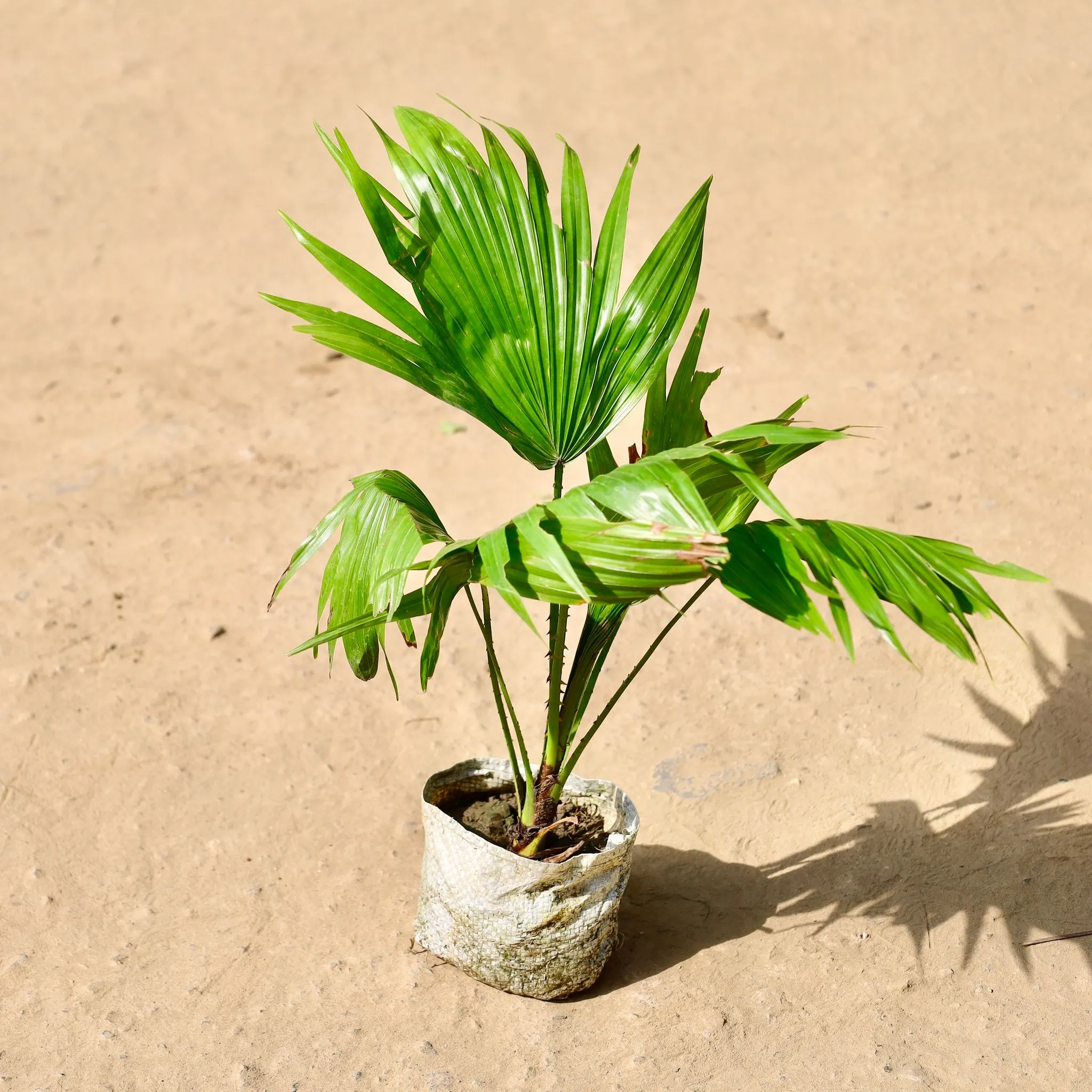 China / Fan Palm? in 4 inch Nursery Bag