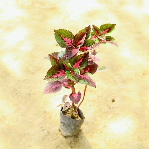 Coleus Red in 4 Inch Nursery Bag