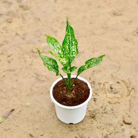 Aglaonema Snow White in 5 Inch Nursery Pot