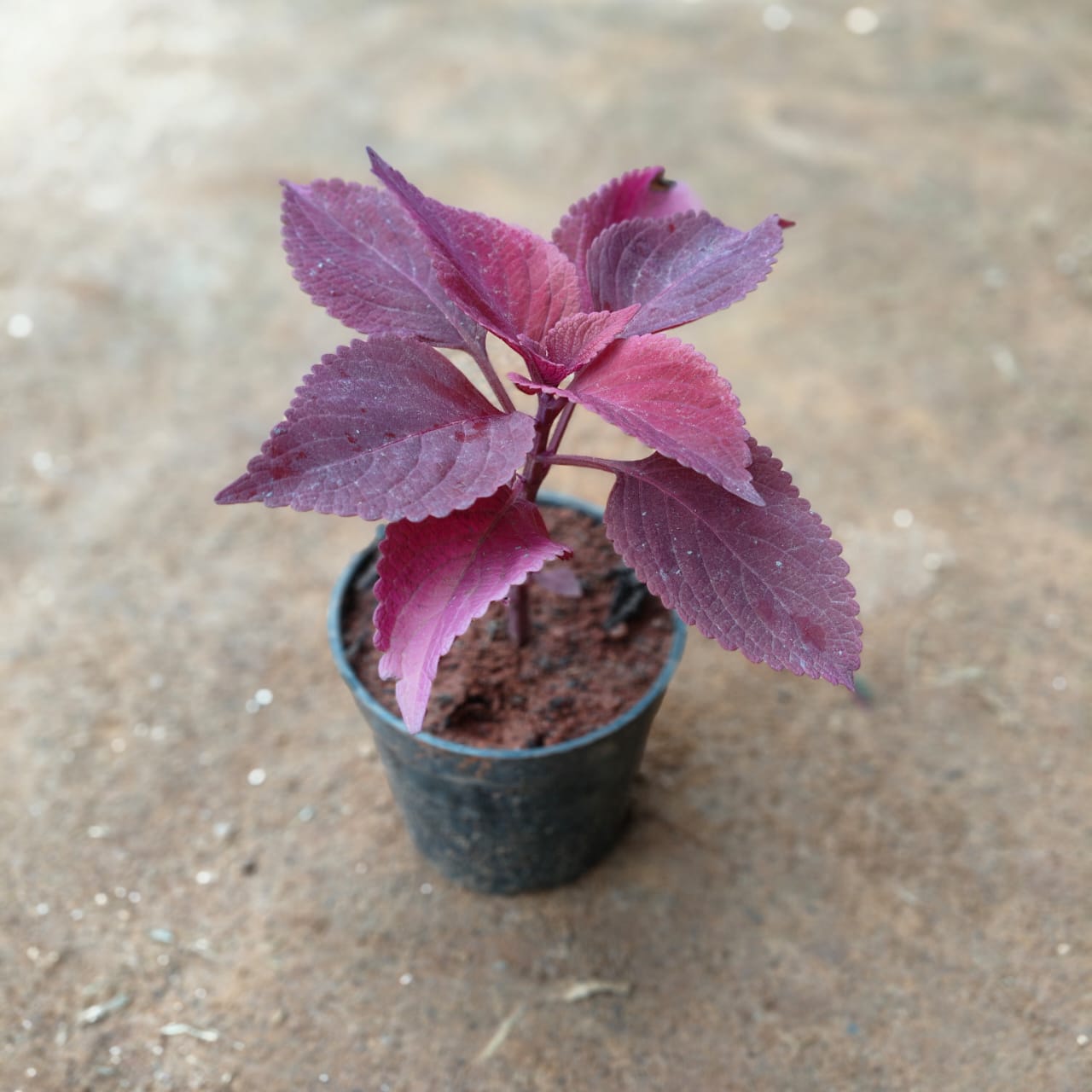 Coleus Red in 4 Inch Nursery Pot