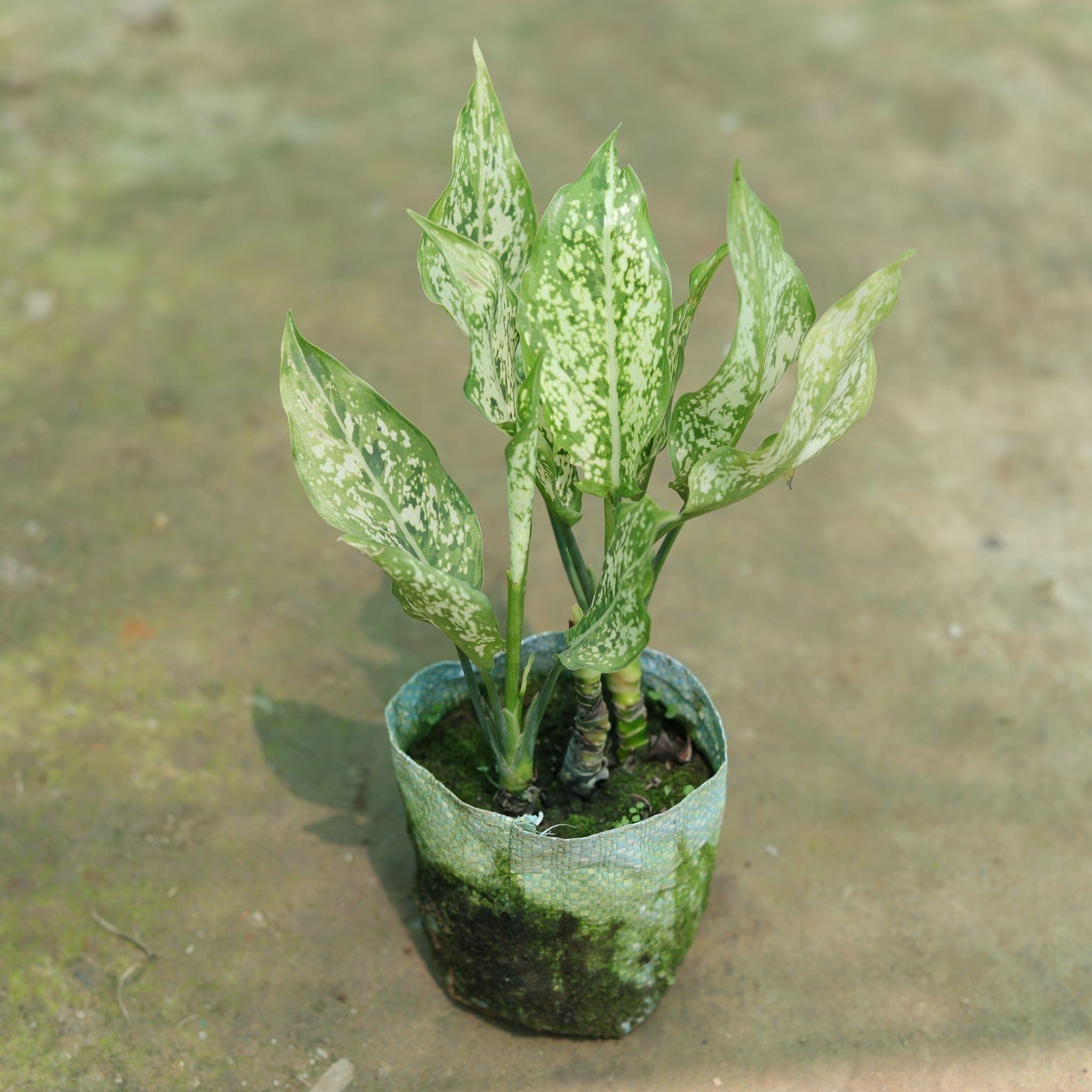 Aglaonema Snow White in 4 Inch Nursery Bag