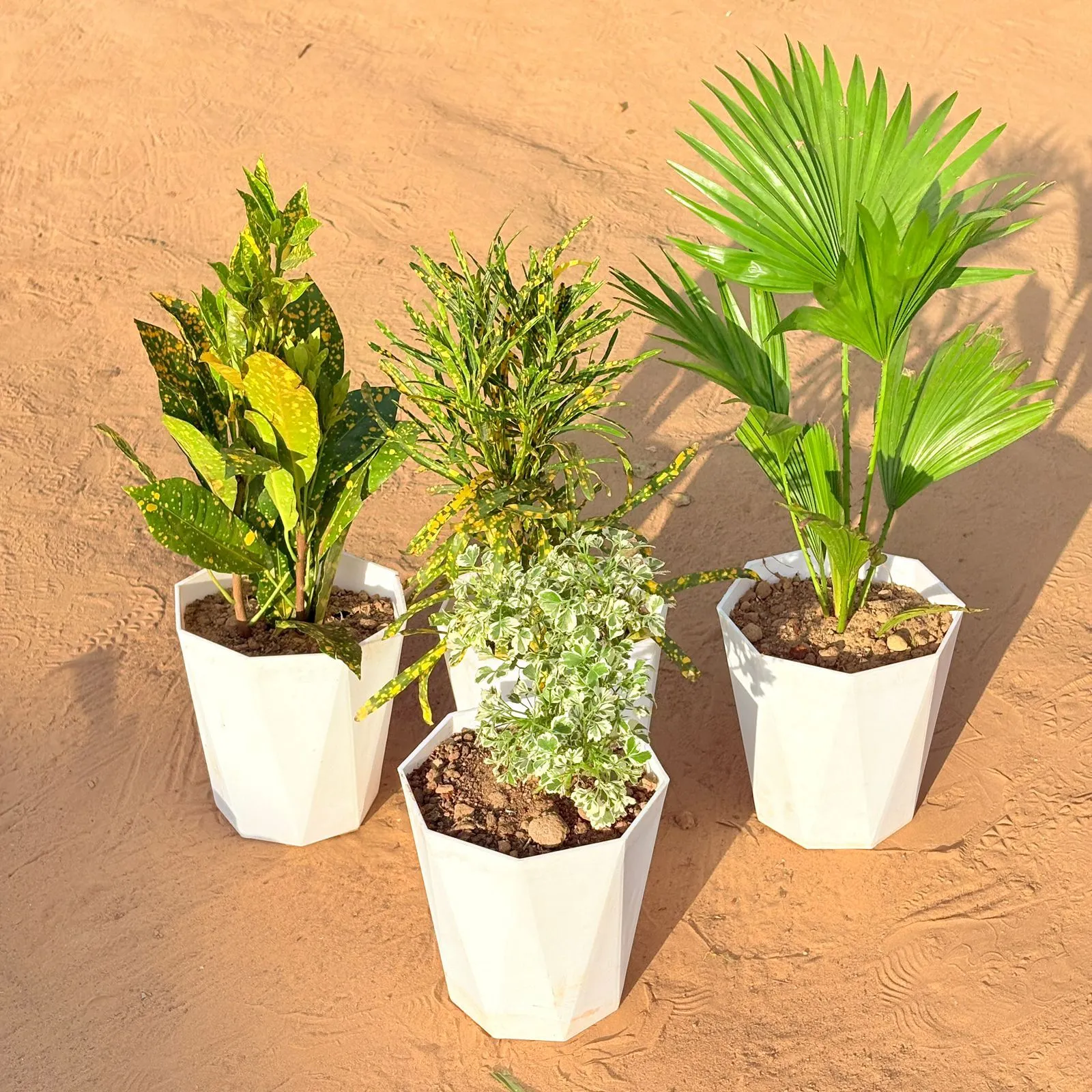 Set of 4 - Baby Croton, China / Fan Palm, Chironji Croton & Aralia White Variegated in 6 Inch Marble White Diamanti Plastic Pot