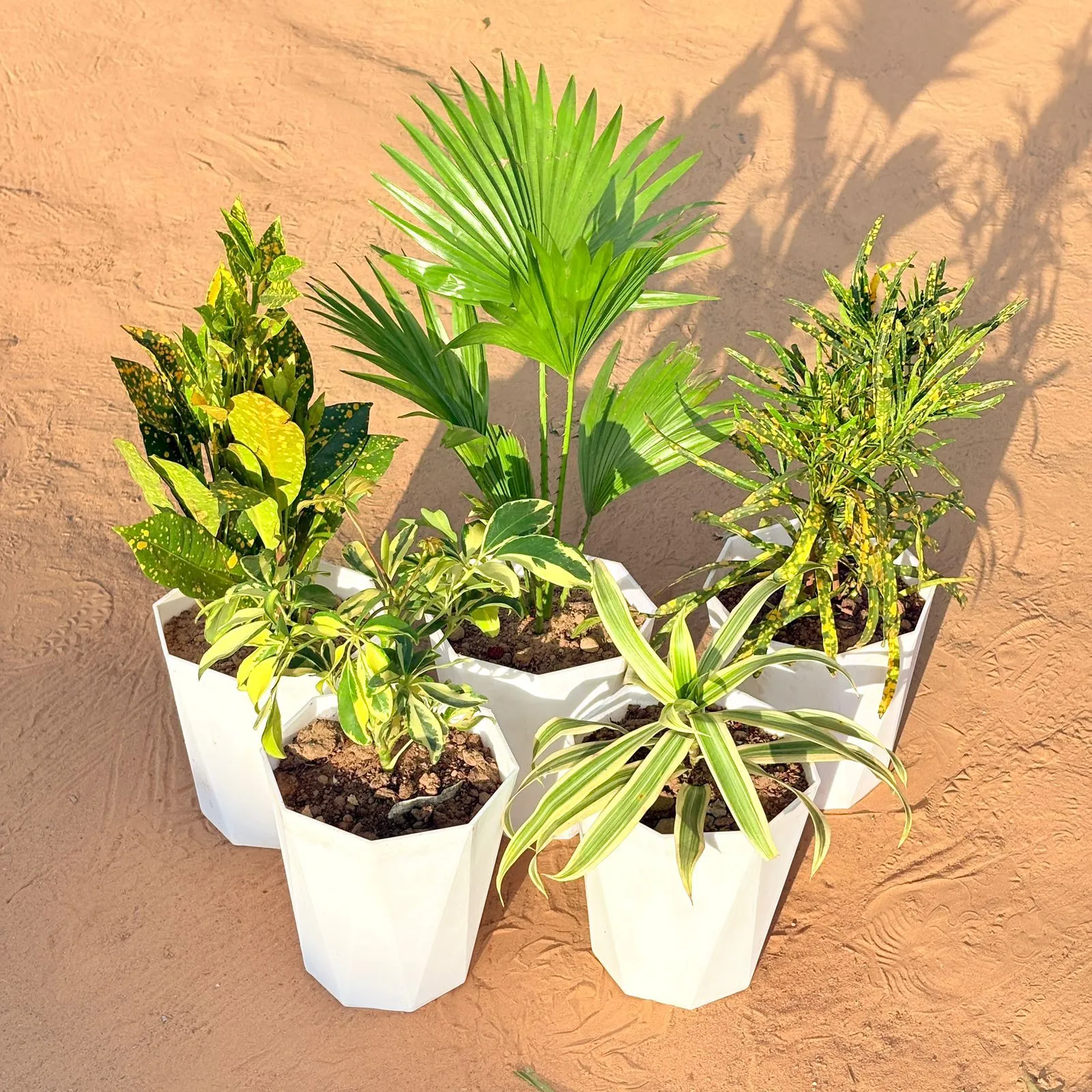 Set of 5 - Baby Croton, China / Fan Palm, Chironji Croton, Schefflera Variegated & Song of India in 6 Inch Marble White Diamanti Plastic Pot
