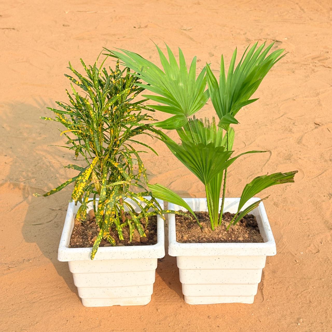 Set of 2 - Chironji Croton & China / Fan Palm in 6 Inch White Marble Premium Orchid Square Plastic Pot