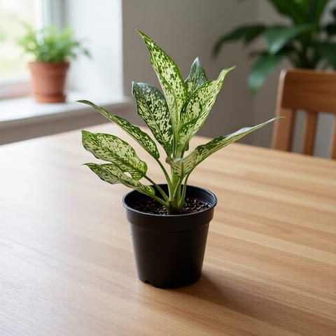 Aglaonema Snow White in 4 Inch Nursery Pot