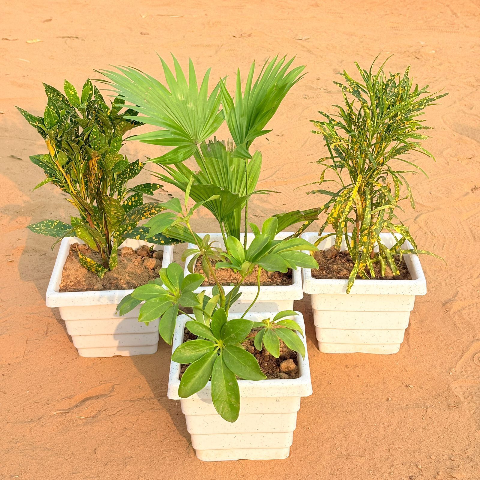 Set of 4 - Baby Croton, China / Fan Palm, Chironji Croton & Schefflera Green in 6 Inch White Marble Premium Orchid Square Plastic Pot