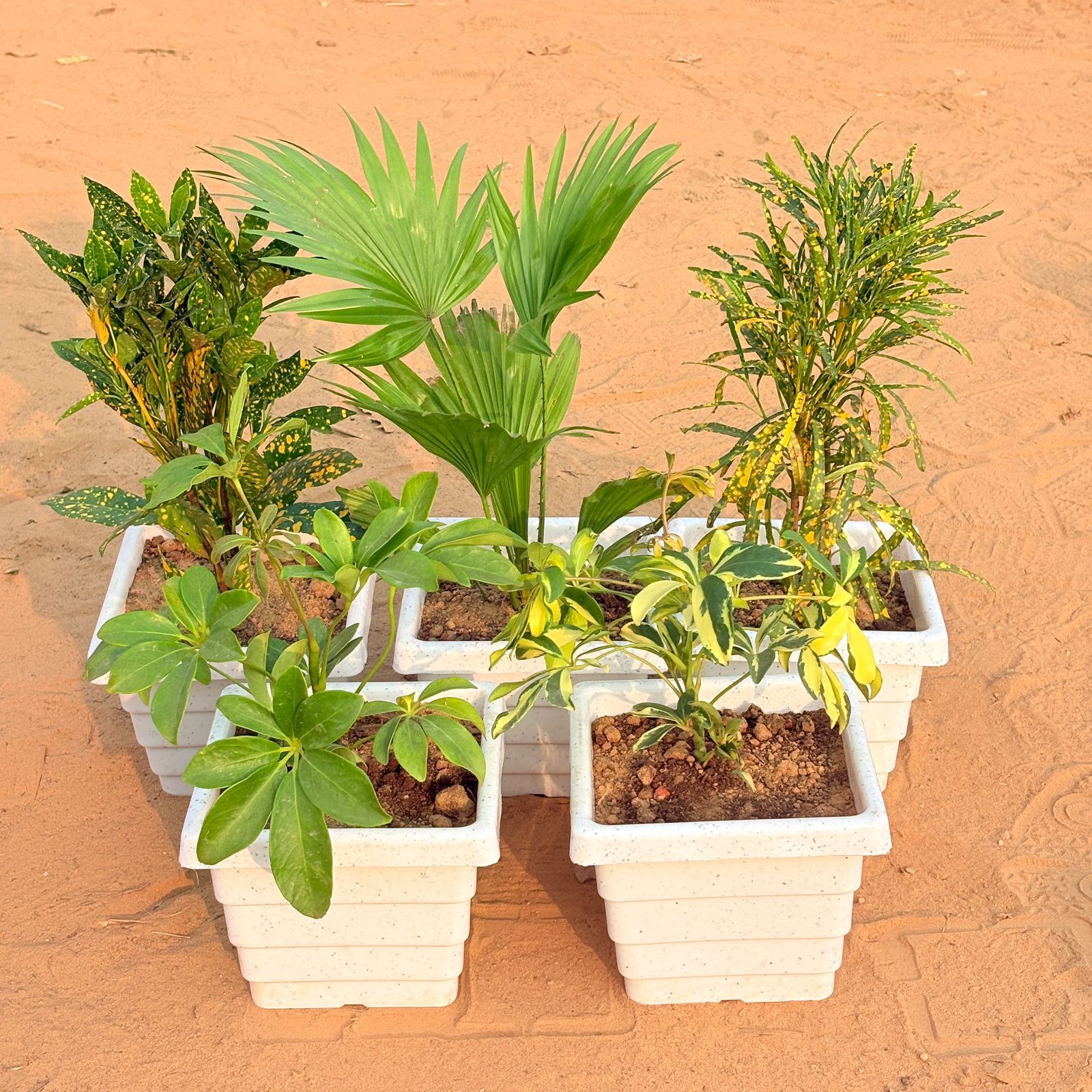 Set of 5 - Baby Croton, China / Fan Palm, Chironji Croton, Schefflera Green & Schefflera Variegated in 6 Inch White Marble Premium Orchid Square Plastic Pot