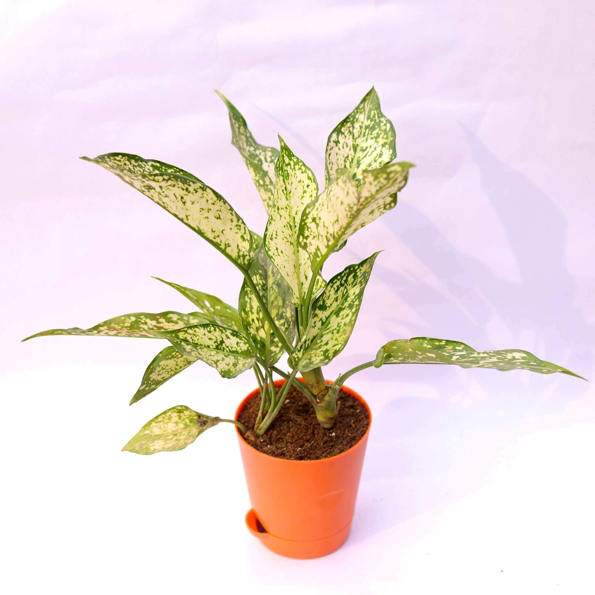 Aglaonema Snow White in 4 Inch Orange Florence Self Watering Pot
