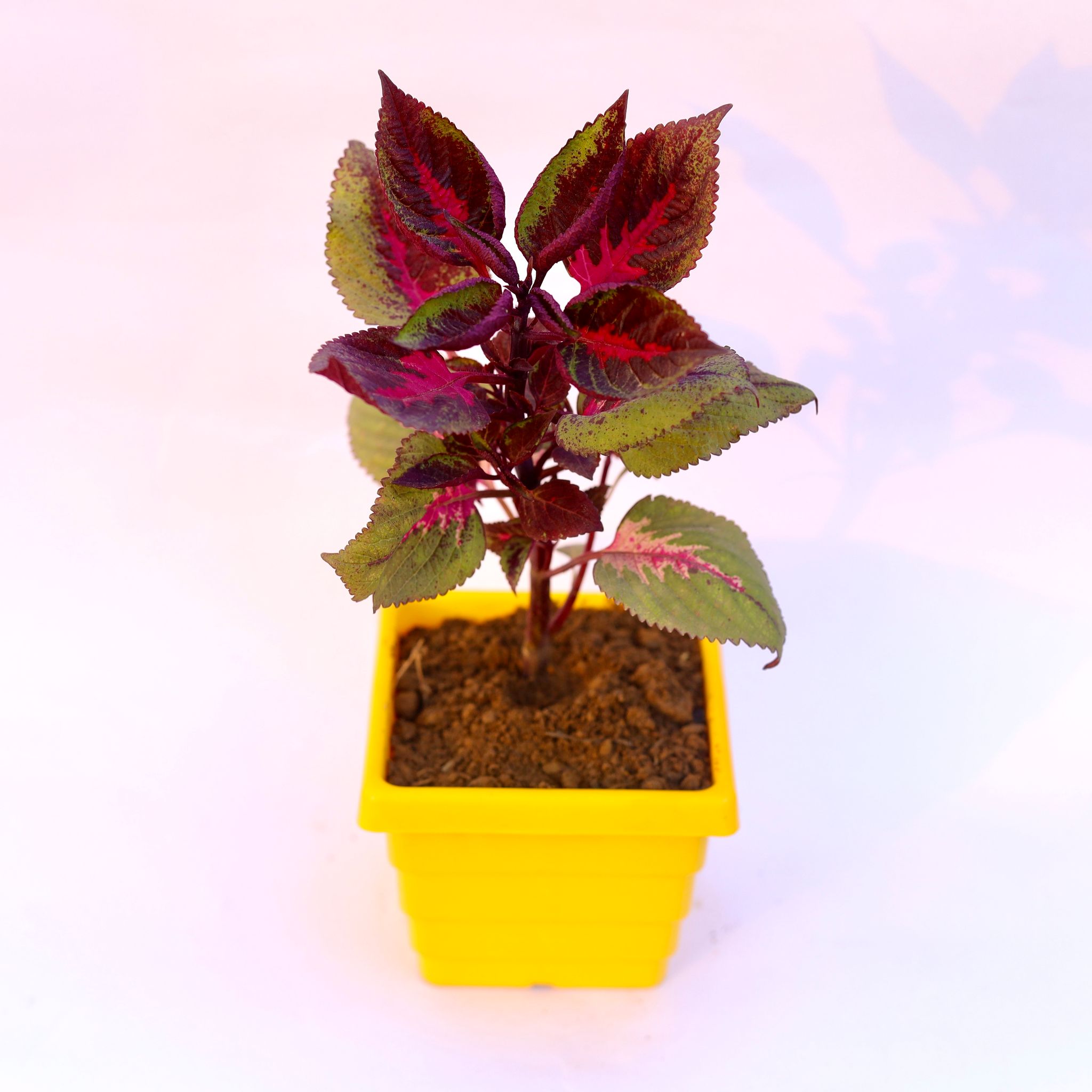 Coleus Red (any design) in 4 Inch Yellow Premium Orchid Square Plastic Pot