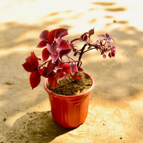 Coleus Red (any design) in 6 Inch Red Super Nursery Pot