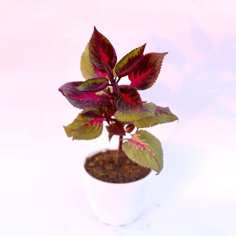Coleus Red (any design) in 6 Inch White Premium Orchid Round Plastic Pot