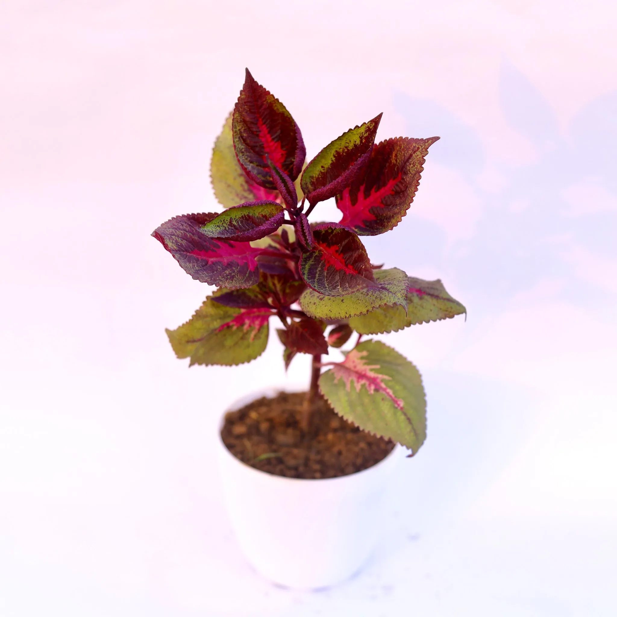 Coleus Red (any design) in 6 Inch White Premium Orchid Round Plastic Pot