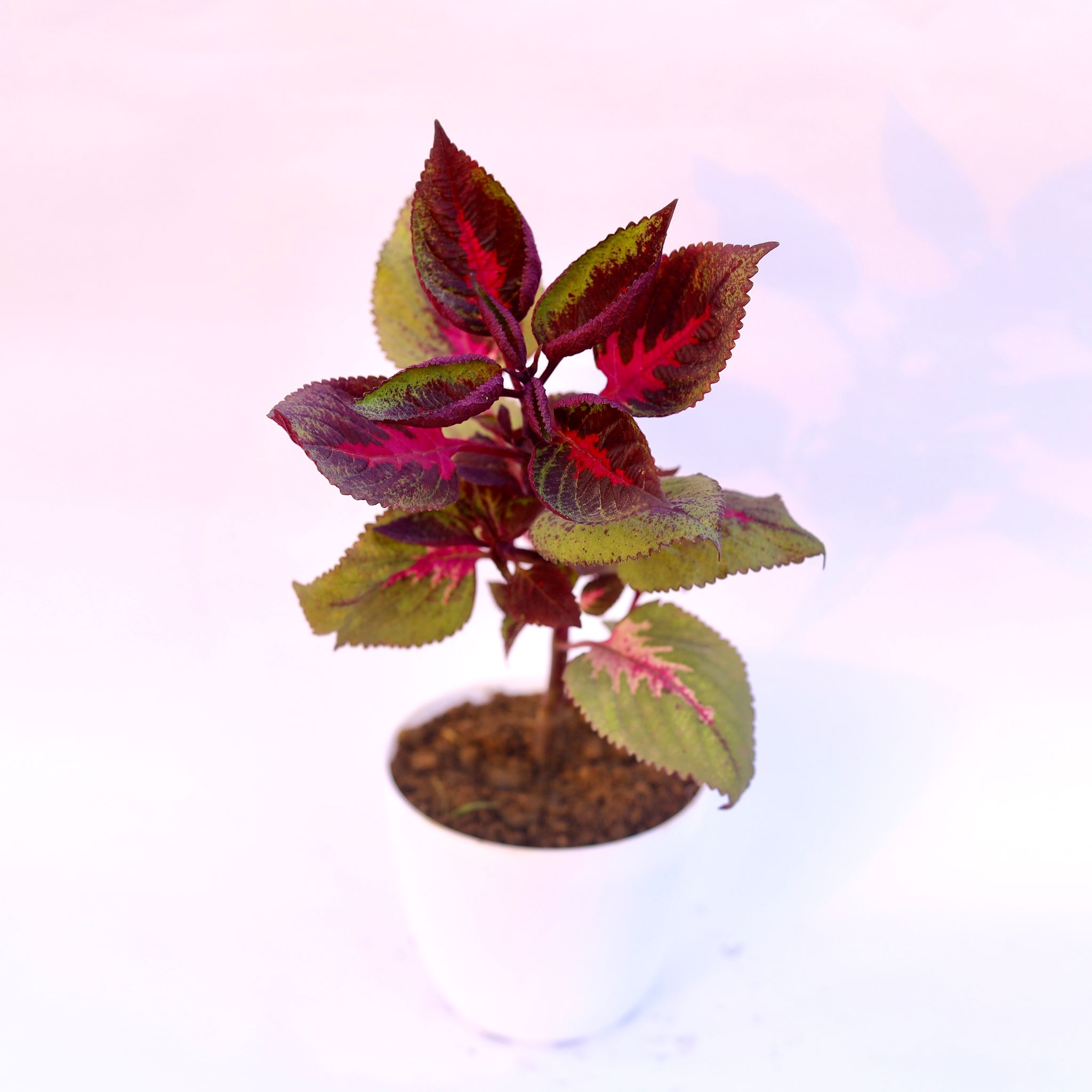 Coleus Red (any design) in 6 Inch White Premium Orchid Round Plastic Pot