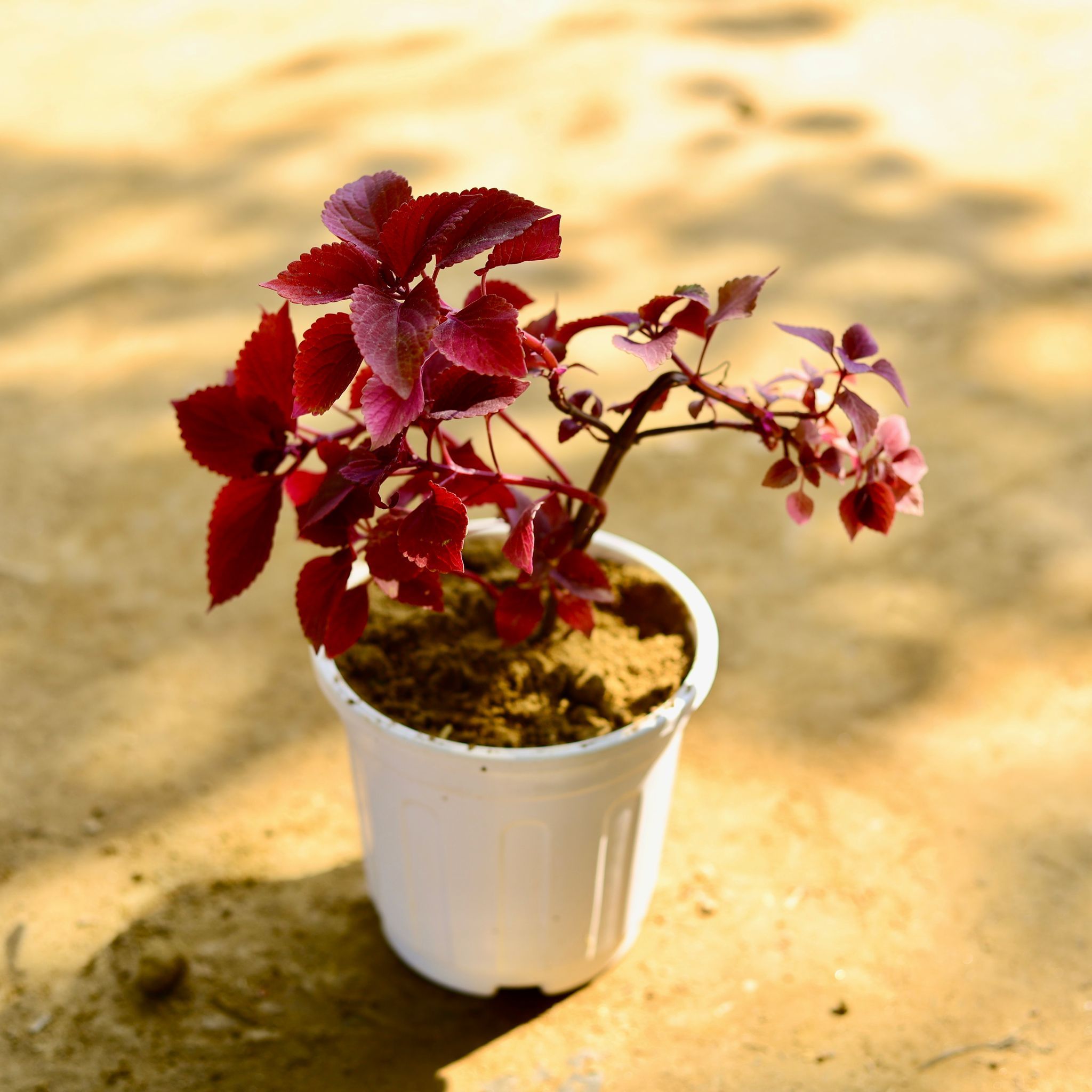 Coleus Red (any design) in 6 Inch White Super Nursery Pot