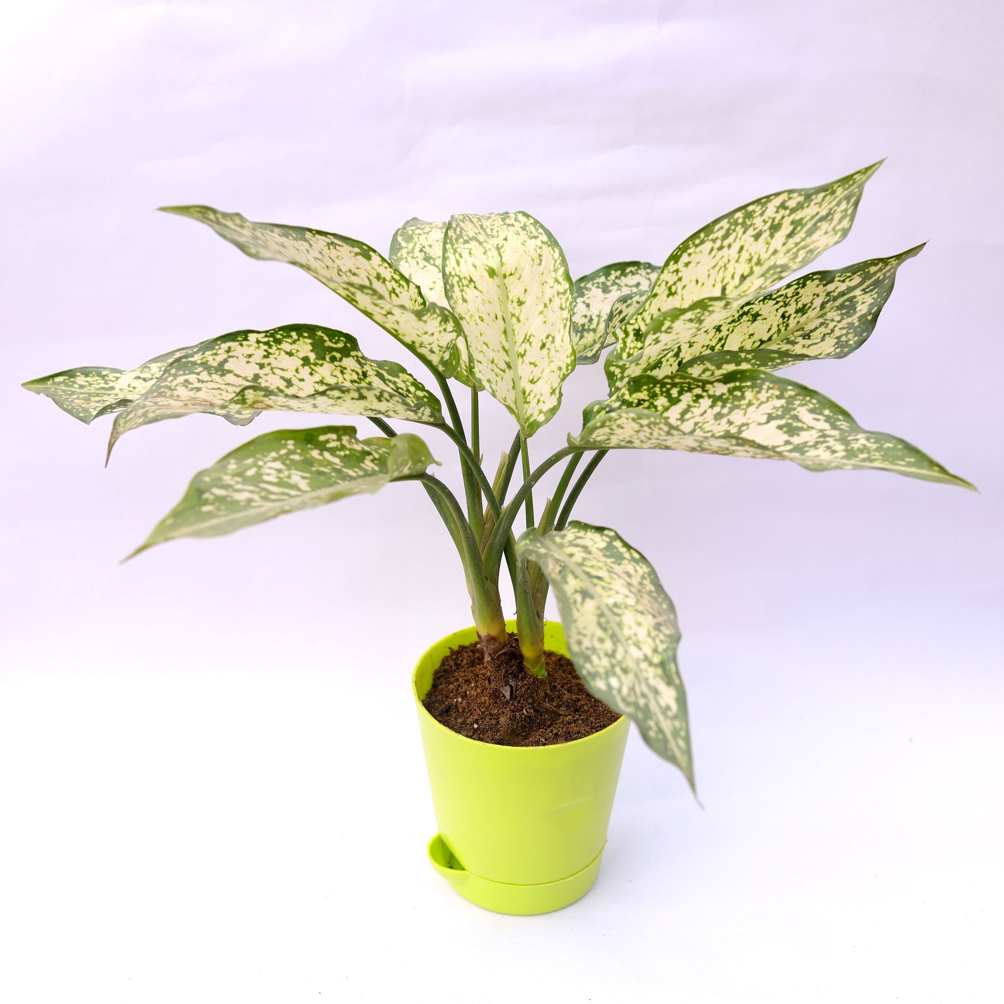 Aglaonema Snow White in 4 Inch Green Florence Self Watering Pot