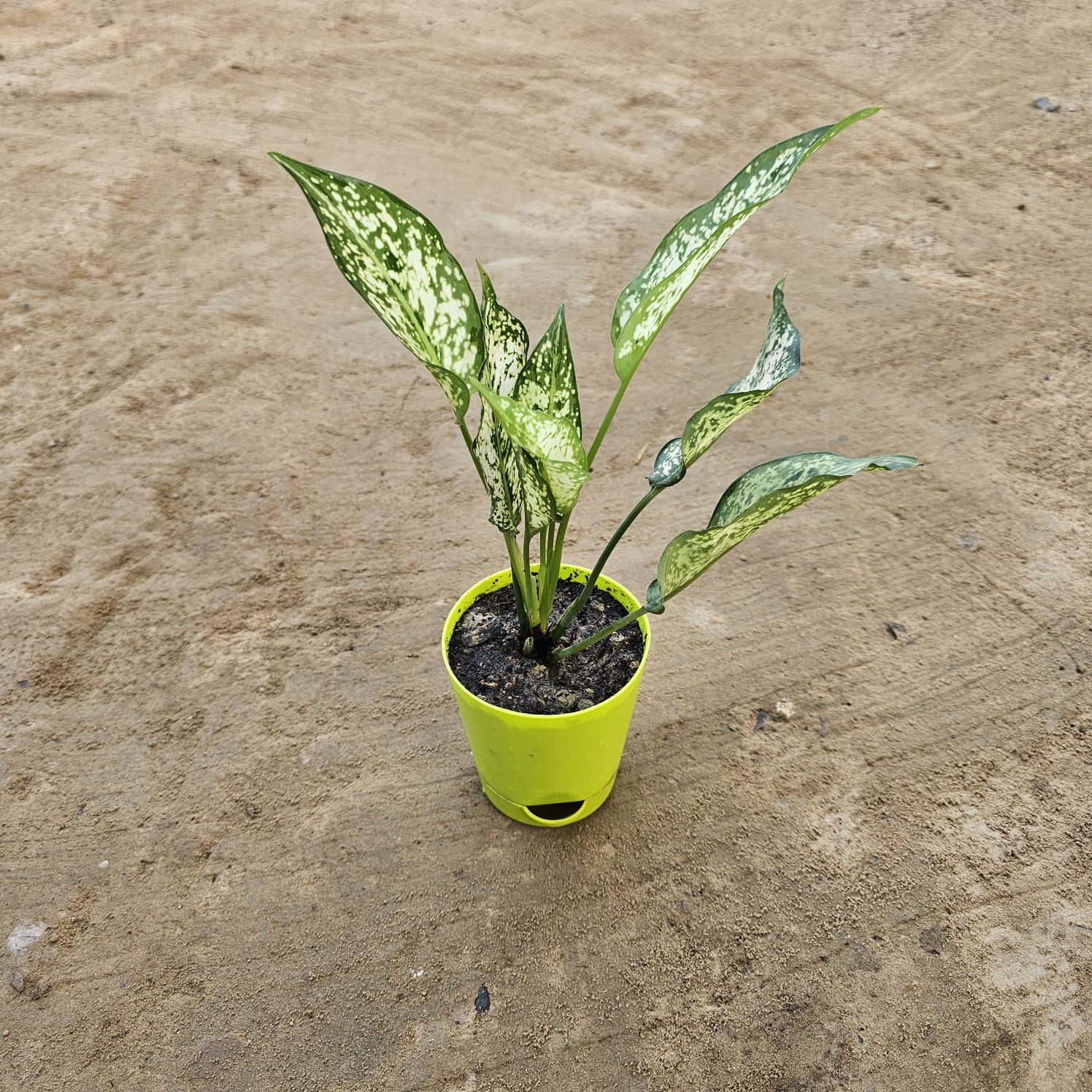 Aglaonema Snow White in 4 Inch Green Florence Self Watering Pot
