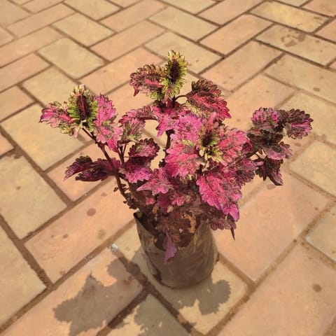 Coleus Red (design may vary) in 4 Inch Nursery Pot