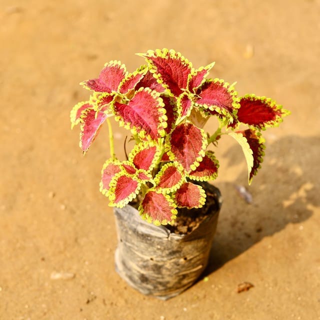 Coleus plant any colour 4 inch nursery bag