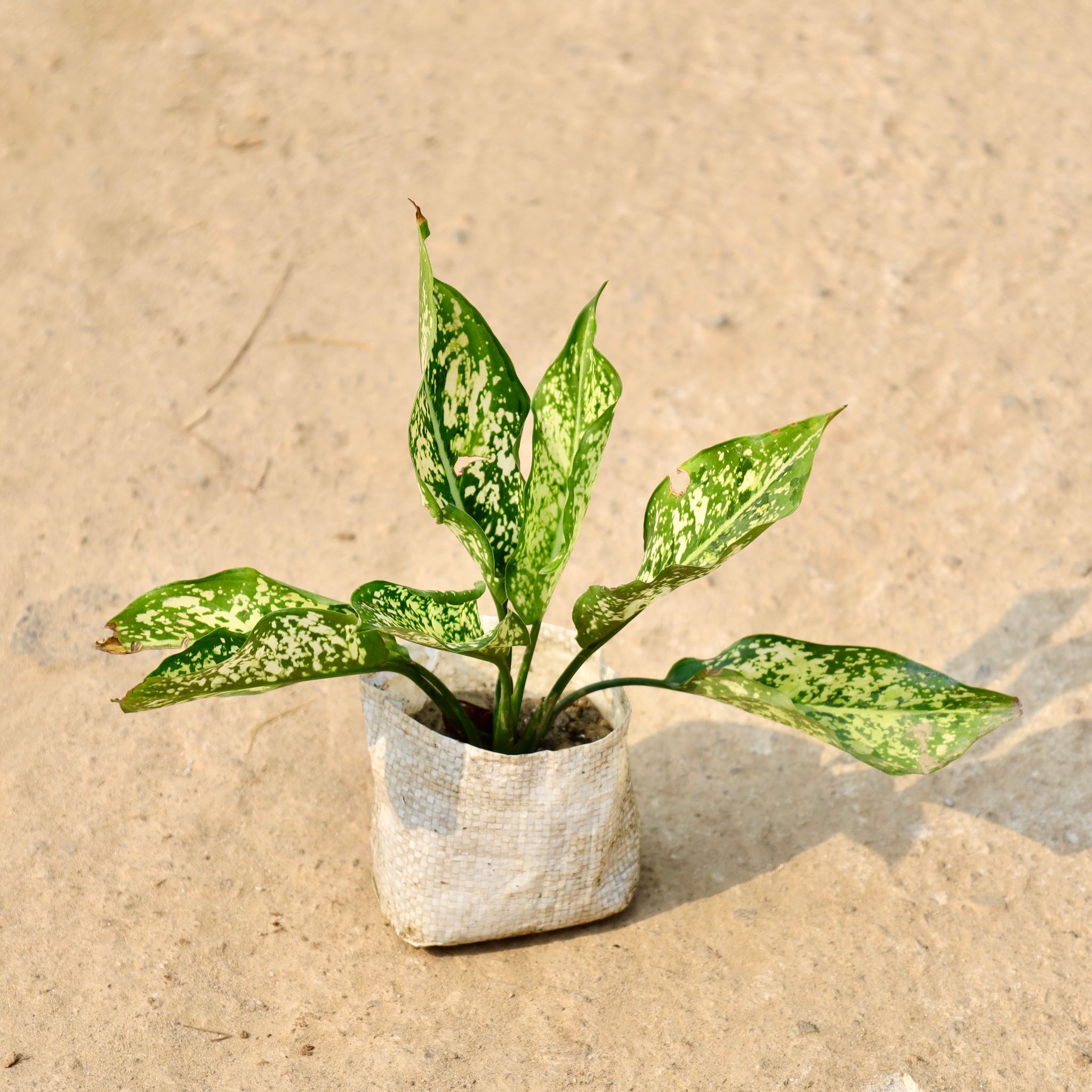 Aglaonema Snow White in 4 Inch Nursery Bag