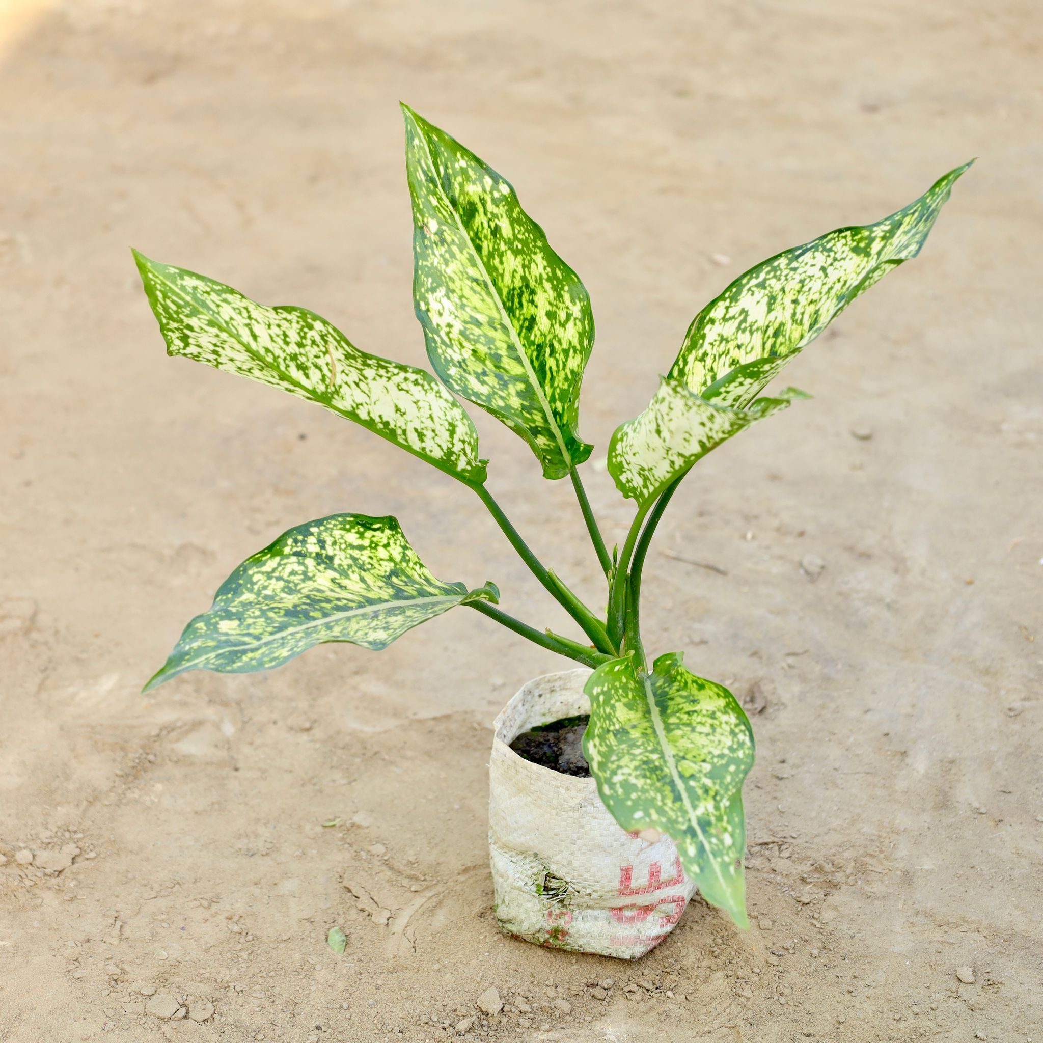 Aglaonema Snow White in 4 Inch Nursery bag