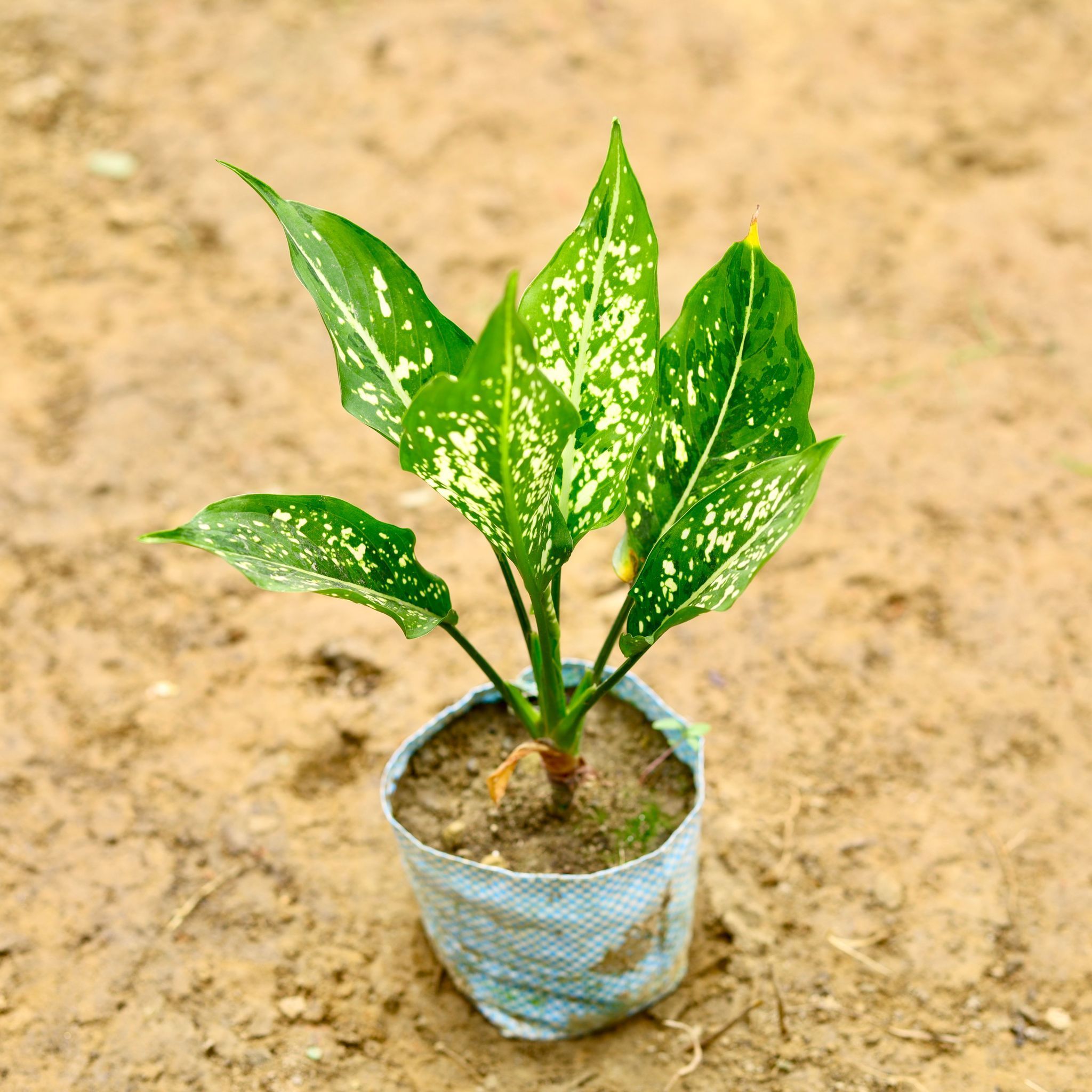 Aglaonema Snow White in 4 Inch Nursery Bag