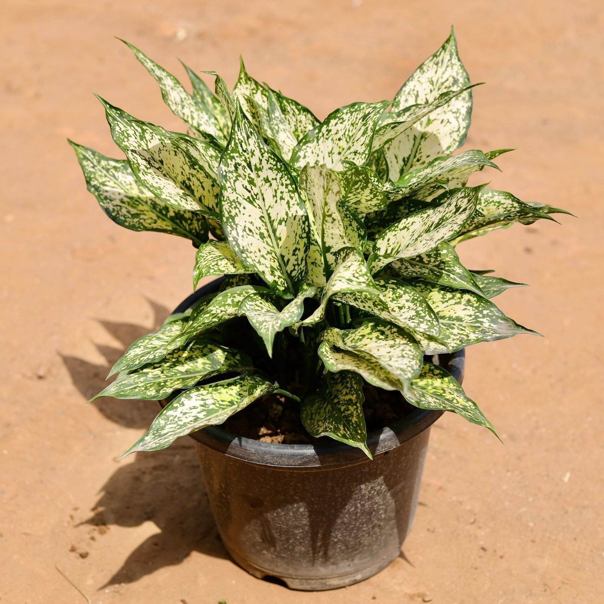 Aglaonema Snow White in 10 Inch Nursery Pot