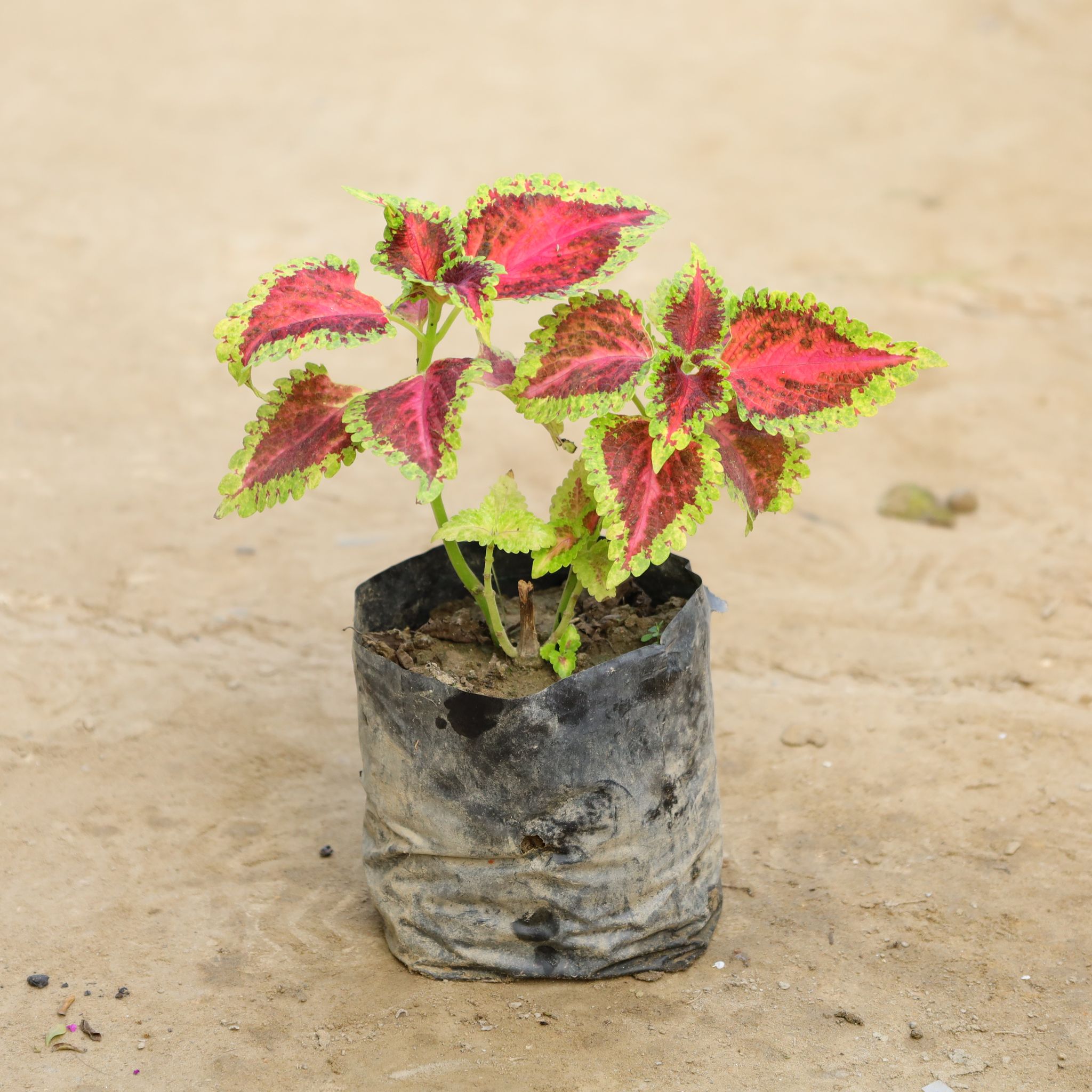 Coleus Red (Any Design) in 4 Inch Nursery Bag