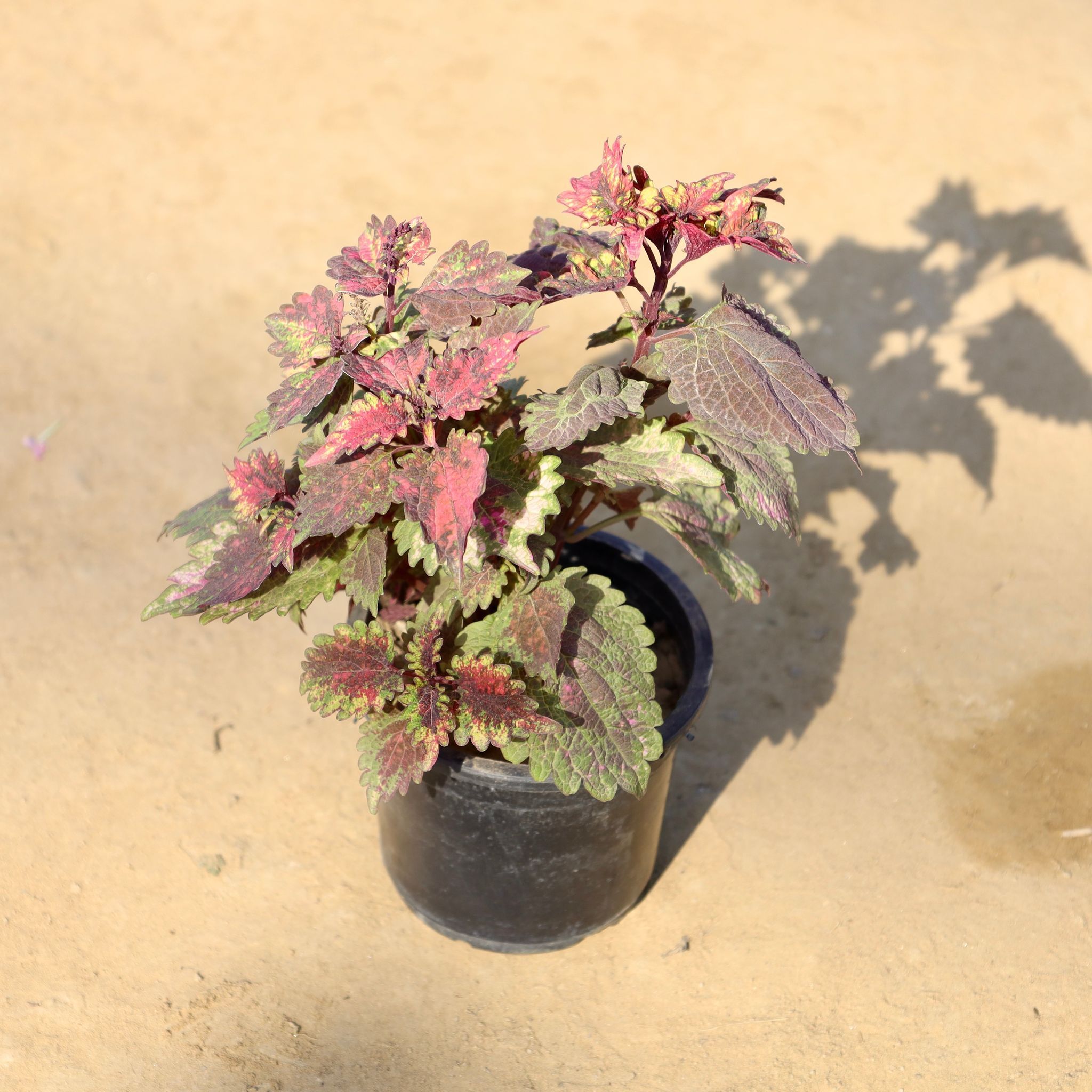 Coleus Red (any design) in 4 Inch Nursery Pot