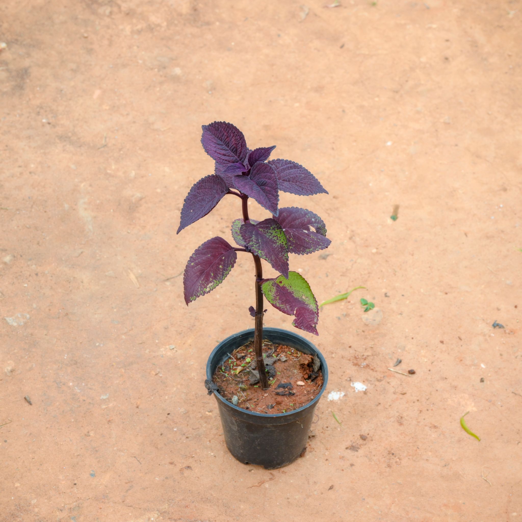 Coleus Red (Any Design) in 4 Inch Nursery Pot