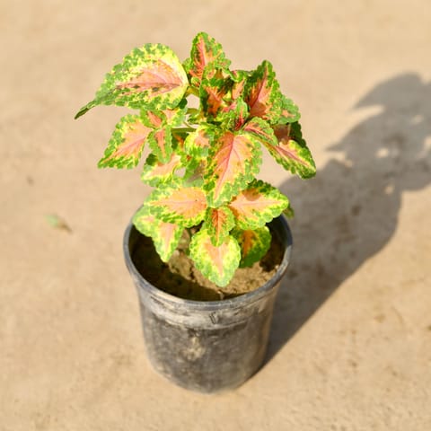 Coleus Green Orange (any design) in 4 Inch Nursery Pot