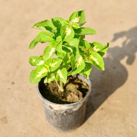 Coleus Green White (any design) in 4 Inch Nursery Pot