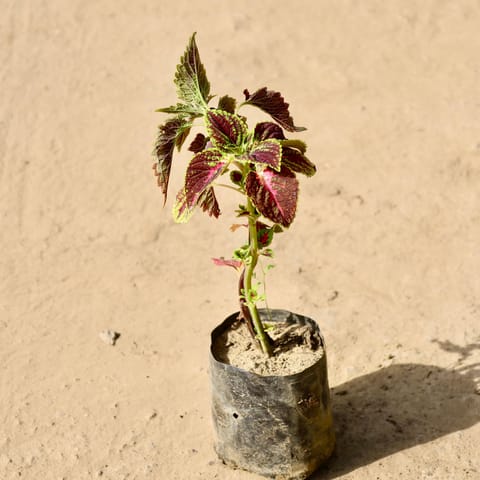Coleus in 4 inch Nursery Bag