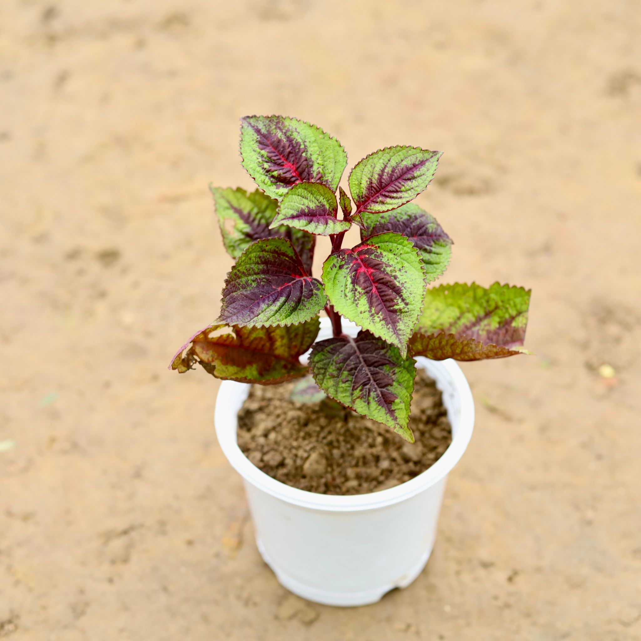 Coleus in 4 Inch Nursery Pot