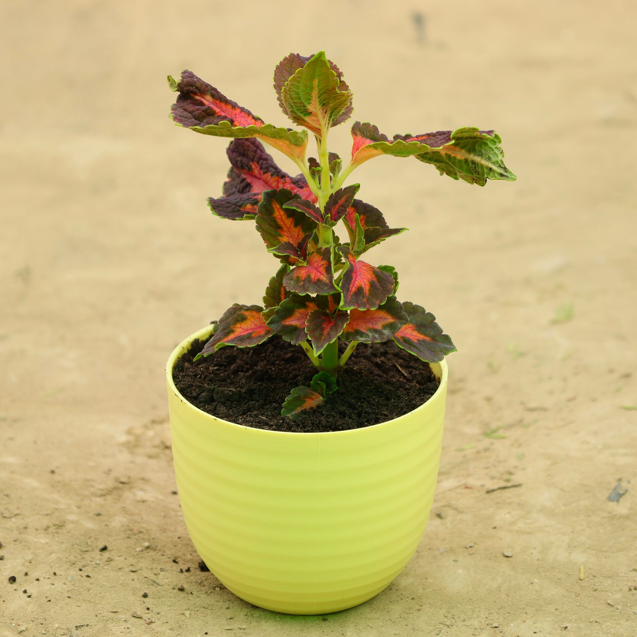 Coleus in 4 Inch Yellow Avora Premium Plastic Planter