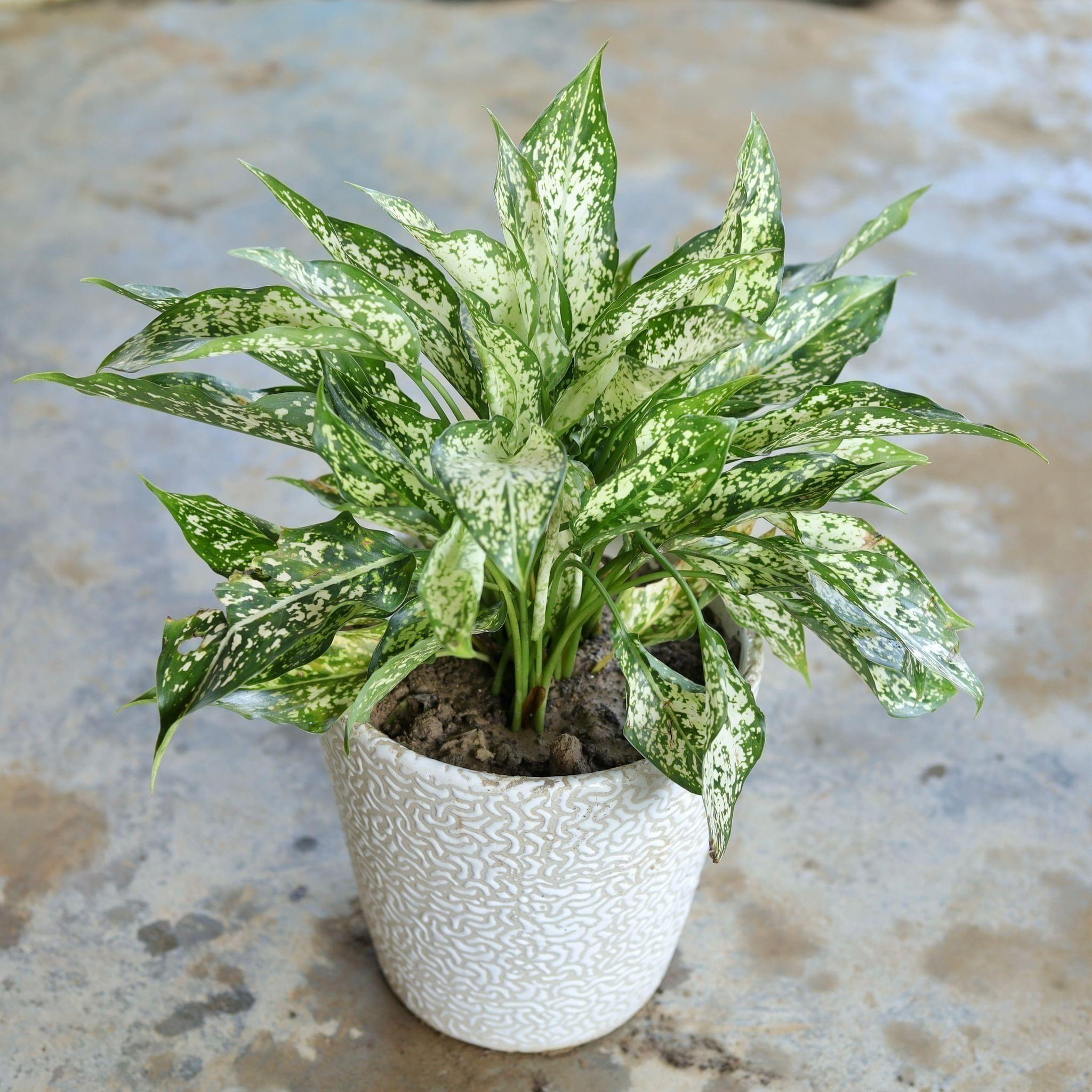 Aglaonema Snow White Bush in 6 Inch Ceramic Pot (Any Design,Colour)