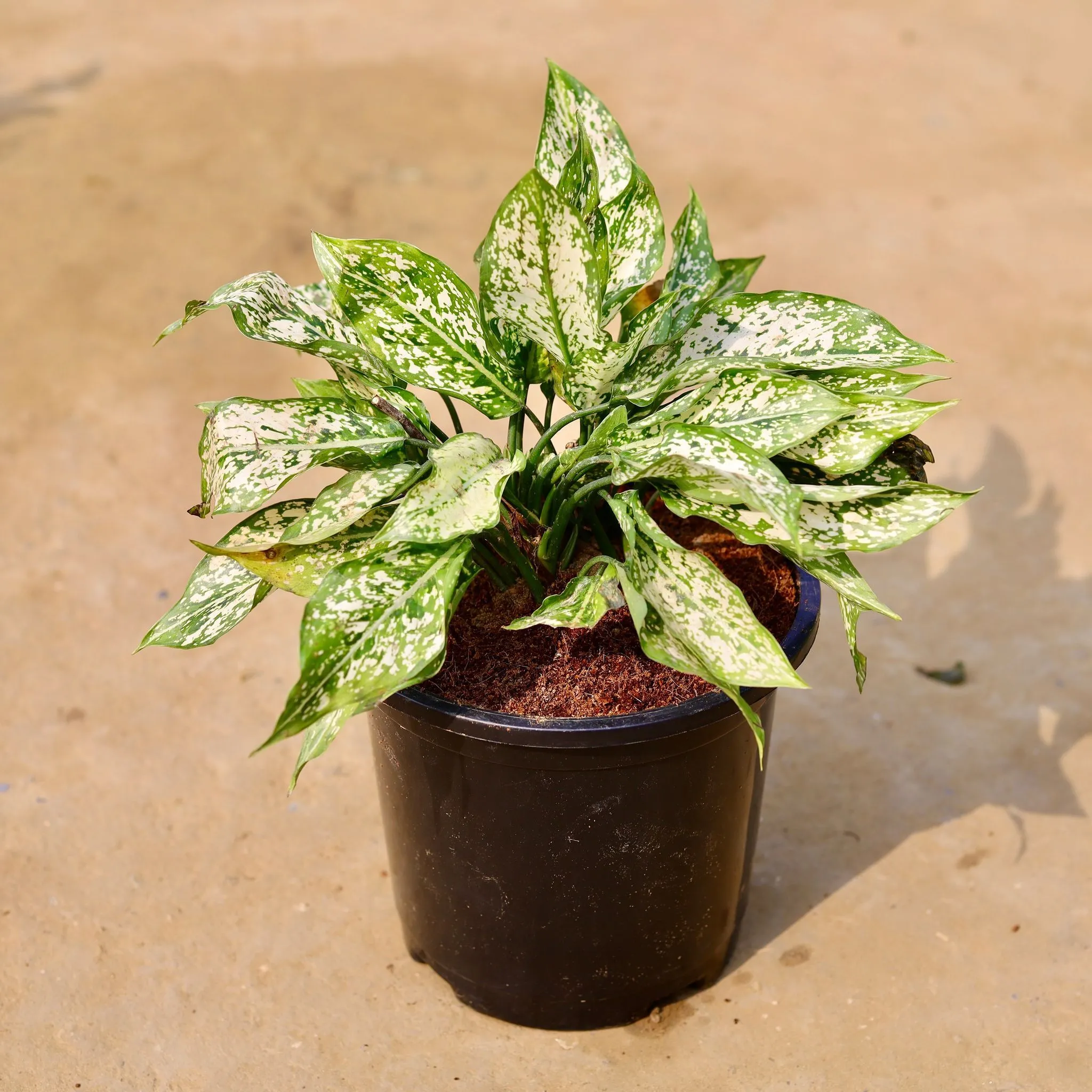 Aglaonema Snow White Bushy in 8 inch Black Nursery Pot