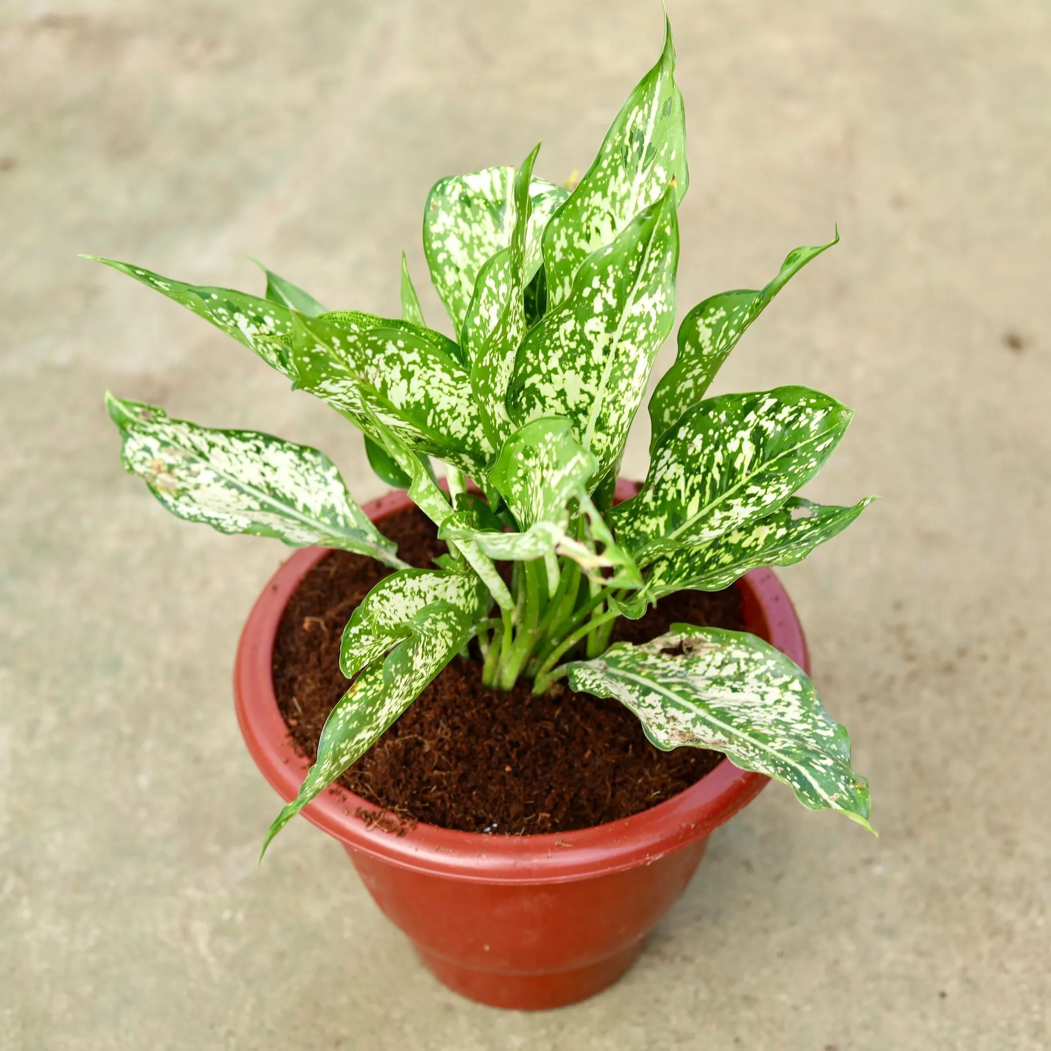 Aglaonema Snow White in 10 Inch Classy Red Plastic Pot