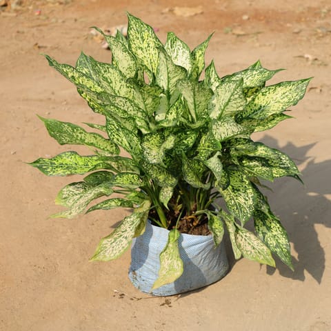 Aglaonema Snow White In 10 Inch Nursery Bag