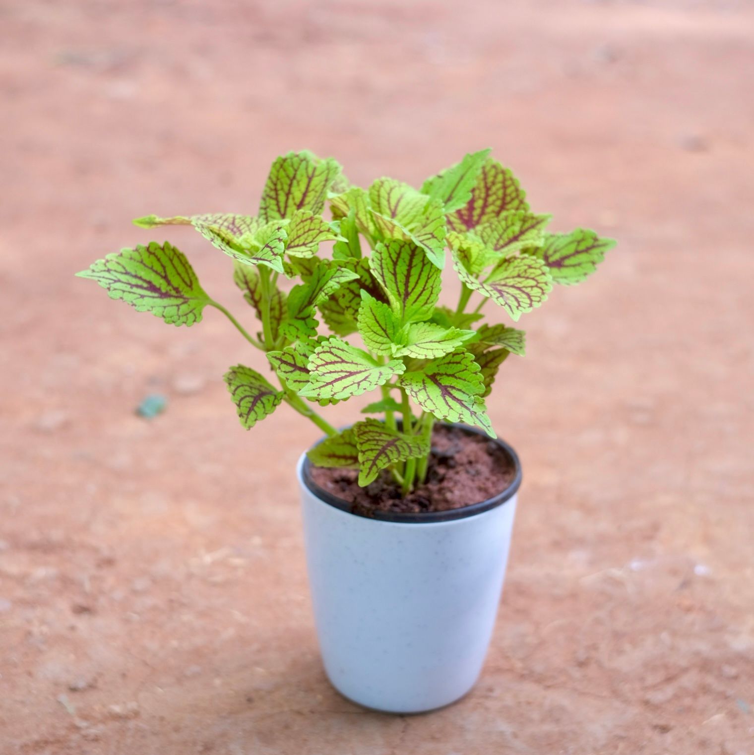 Coleus Green (Any Design) in 5 Inch Smooth White Round Plastic Pot