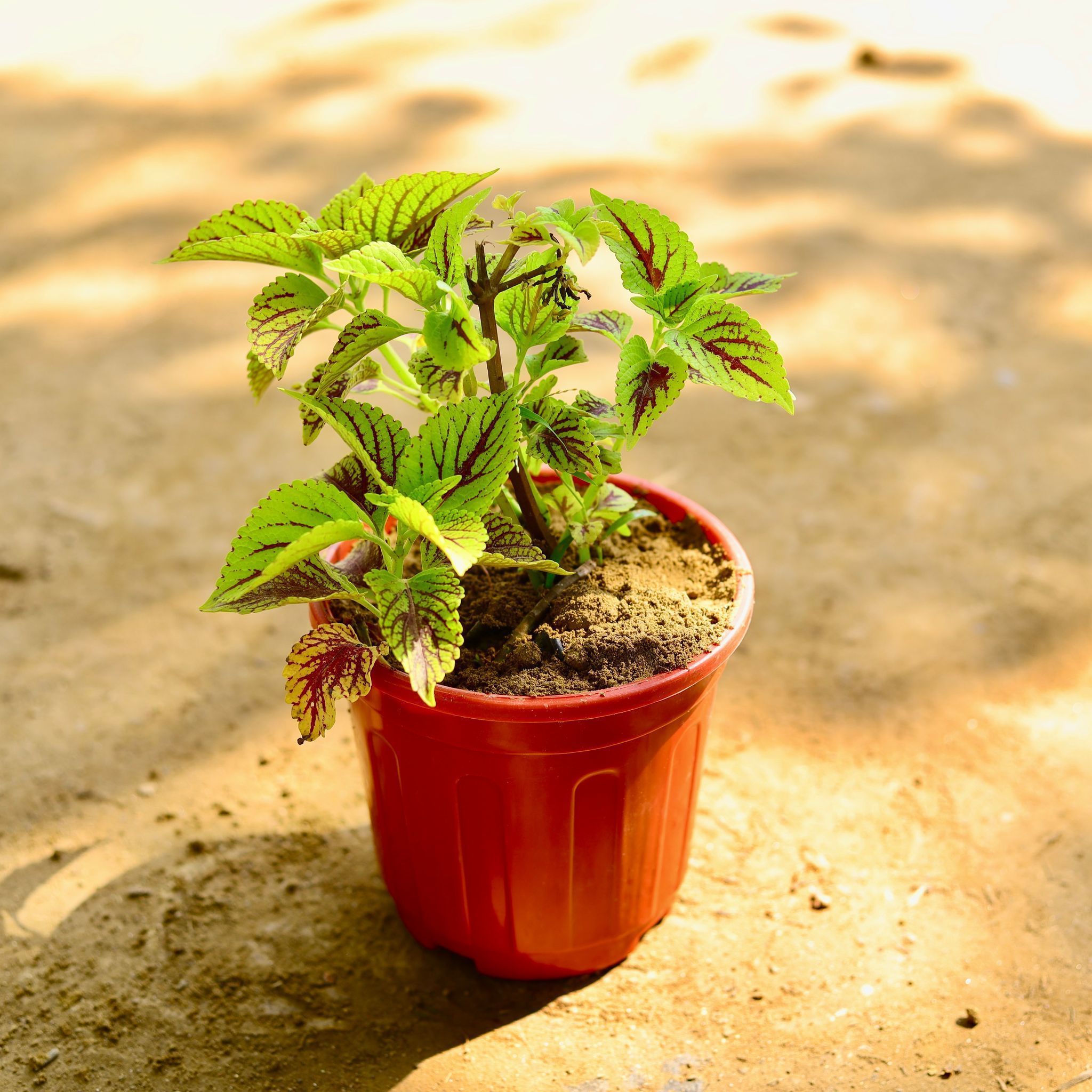Coleus Green (any design) in 6 Inch Red Super Nursery Pot