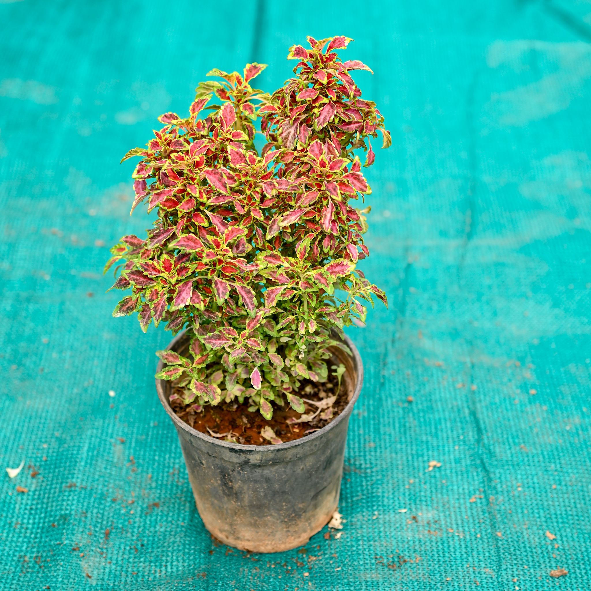 Coleus (Any Colour) in 5 Inch Nursery Pot
