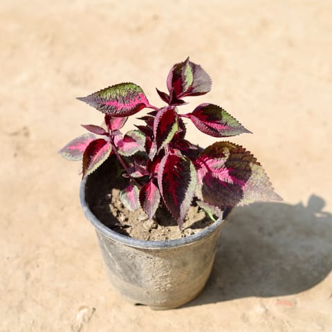 Coleus (Any Colour) in 6 Inch Nursery Pot