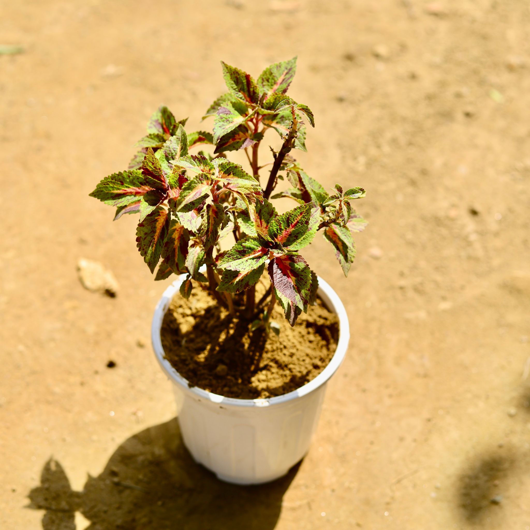 Coleus (Any Colour) in 6 Inch White Super Nursery Pot