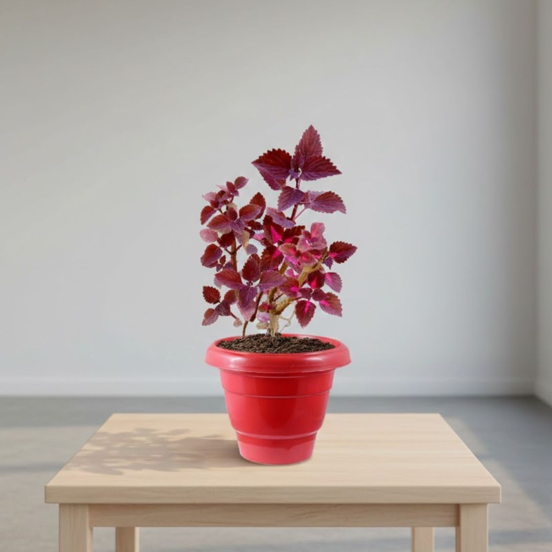 Coleus (Any Colour) in 8 Inch Terracotta Red Classy Plastic Pot