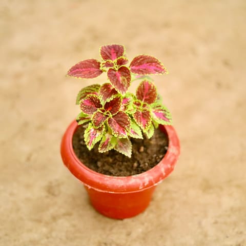 Coleus anycolor in 6 Inch Classy Red Plastic Pot