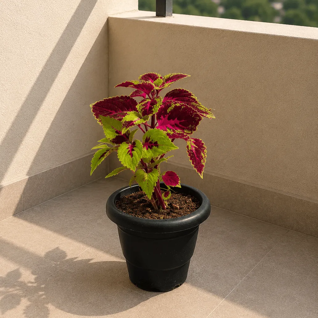 Coleus (Any Colour) in 4 Inch Black Classy Plastic Pot